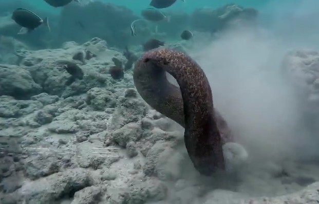 Ảnh cắt từ clip.