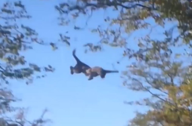 Ảnh cắt từ clip.