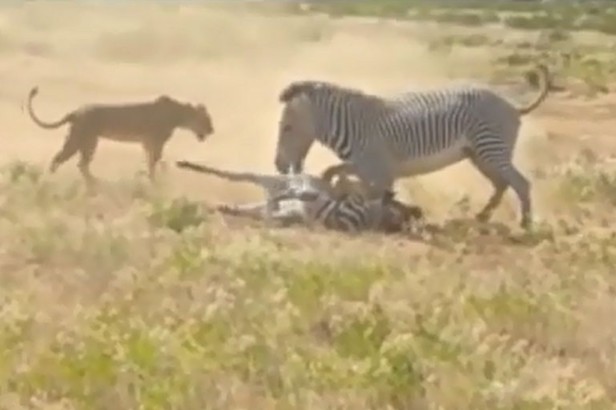 Ảnh cắt từ clip.