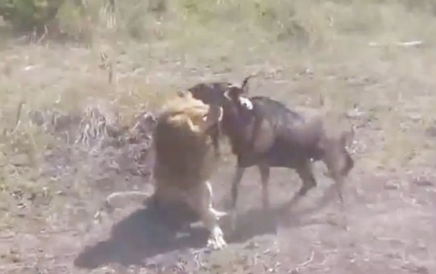 Ảnh cắt từ clip.