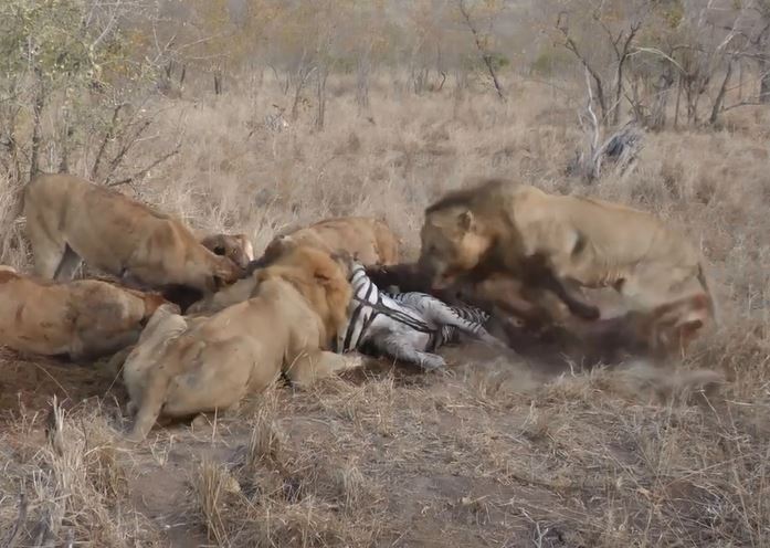 Sư tử đực tấn công sư tử cái.