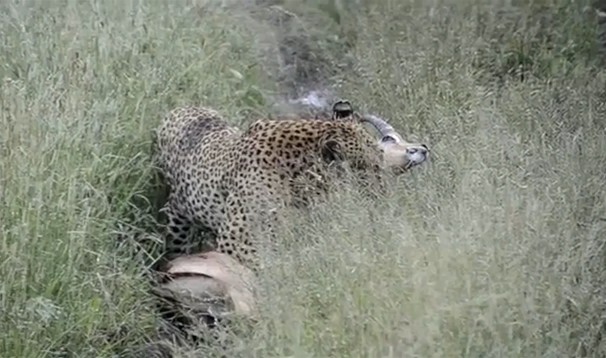 Ảnh cắt từ clip.