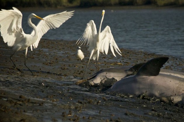 Ảnh cắt từ clip.