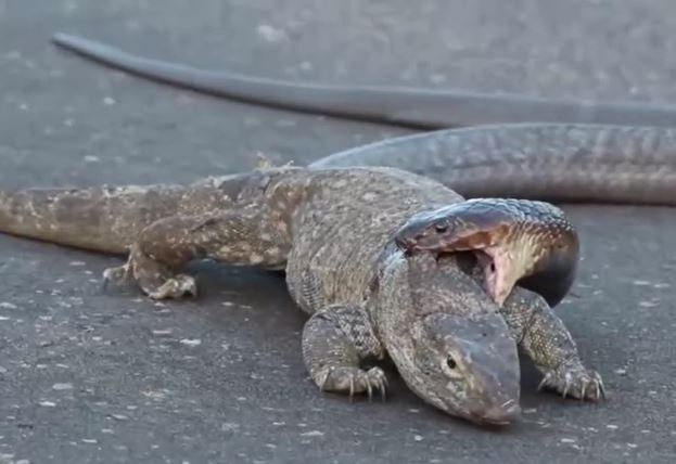 Ảnh cắt từ clip.