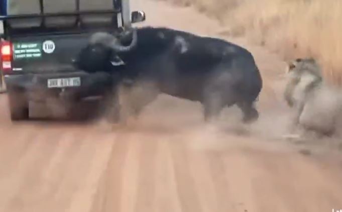 Ảnh cắt từ clip.