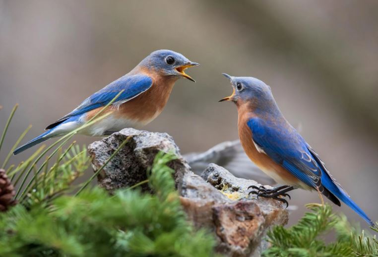 Các nhà nghiên cứu đã xác nhận rằng loài sáo châu Phi hình thành mối quan hệ hợp tác lâu dài, ngay cả với những loài không phải họ hàng, một đặc điểm trước đây được cho là chỉ có ở con người.