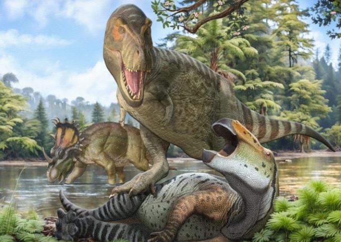 Hệ động vật cuối kỷ Phấn trắng ở Bắc bán cầu bị chi phối bởi Tyrannosaurids (như Tyrannosaurus rex), hadrosaurs và khủng long ornithischian ceratopsian. Ảnh: Pedro Salas và Sergey Krasovskiy