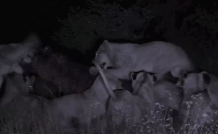 Ảnh cắt từ clip.