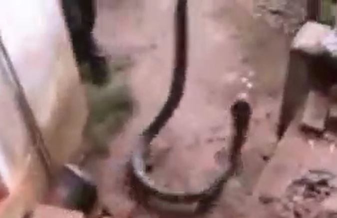 Ảnh cắt từ clip.