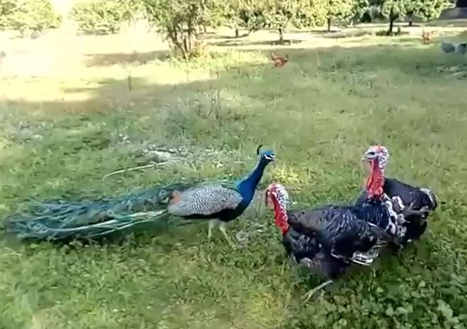 Ảnh cắt từ clip.