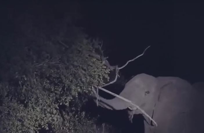 Ảnh cắt từ clip.