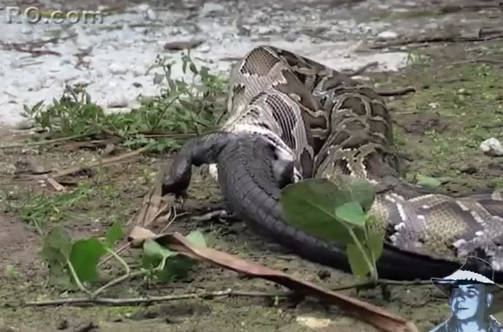 Ảnh cắt từ clip.