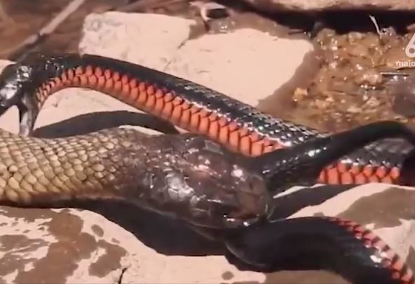 Ảnh cắt từ clip.