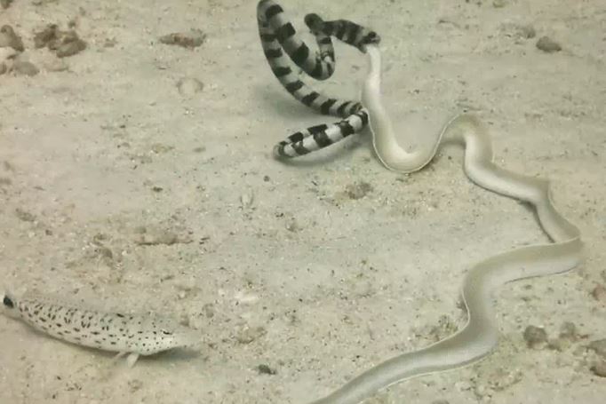 Ảnh cắt từ clip.