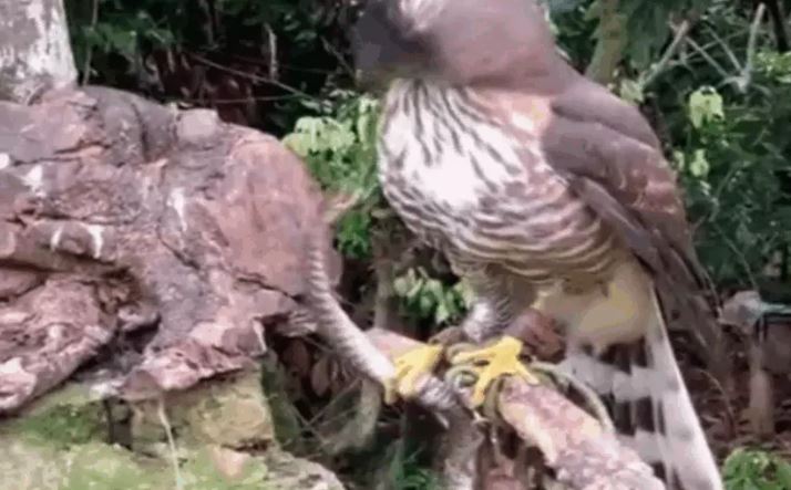 Ảnh cắt từ clip.