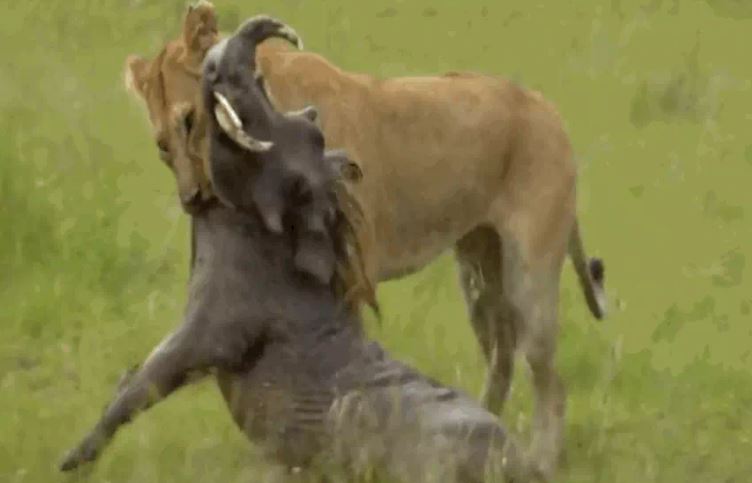 Ảnh cắt từ clip.