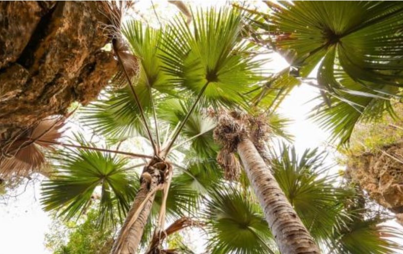 Ảnh: Fondation Franklinia