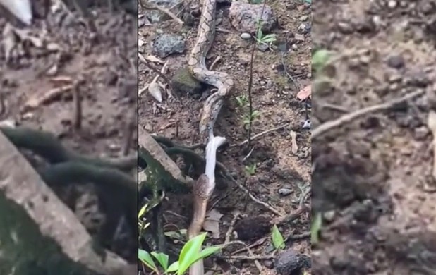 Ảnh cắt từ clip.