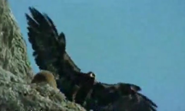 Ảnh cắt từ clip.