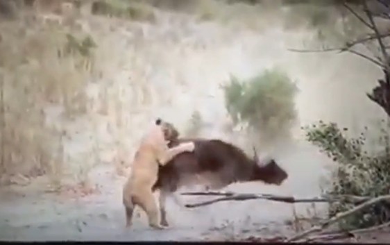 Ảnh cắt từ clip.