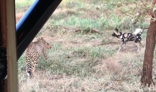 Ảnh cắt từ clip.