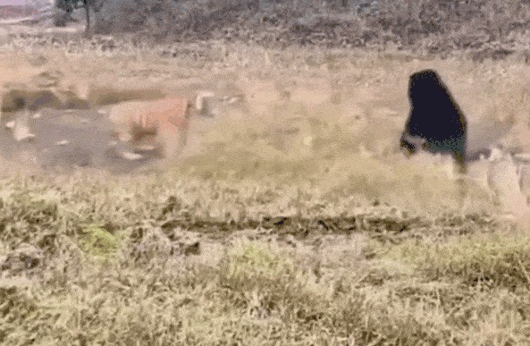 Ảnh cắt từ clip.