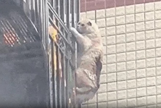 Ảnh cắt từ clip.