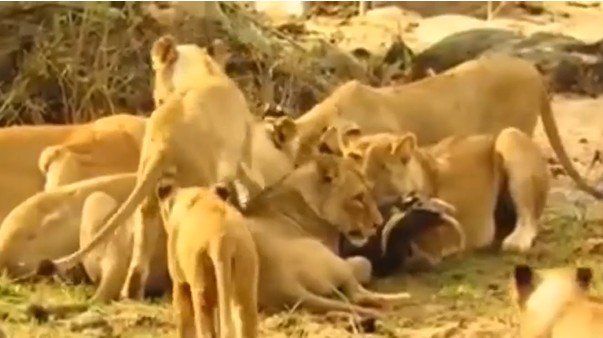 Ảnh cắt từ clip.