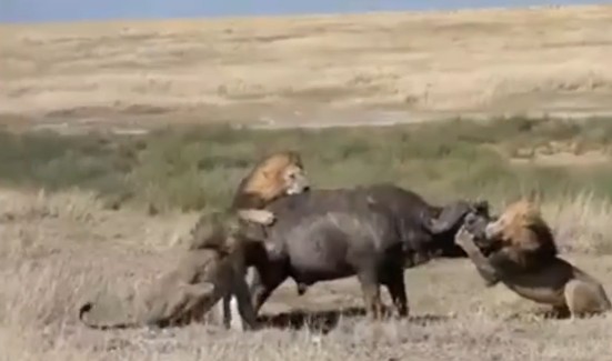 Ảnh cắt từ clip.