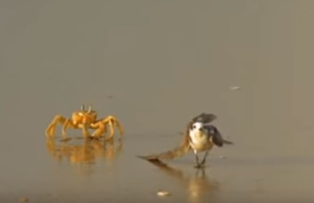 Ảnh cắt từ clip.