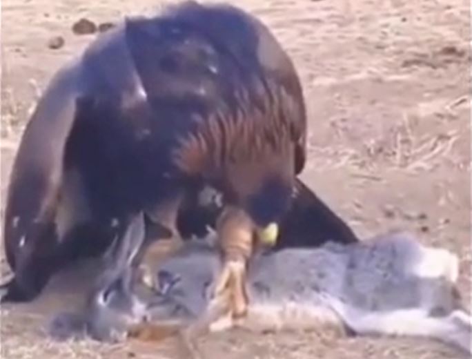 Ảnh cắt từ clip.