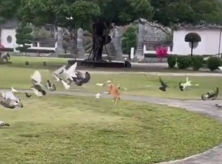 Ảnh cắt từ clip.