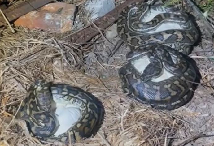 Ảnh cắt từ clip.