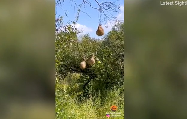 Ảnh cắt từ clip.