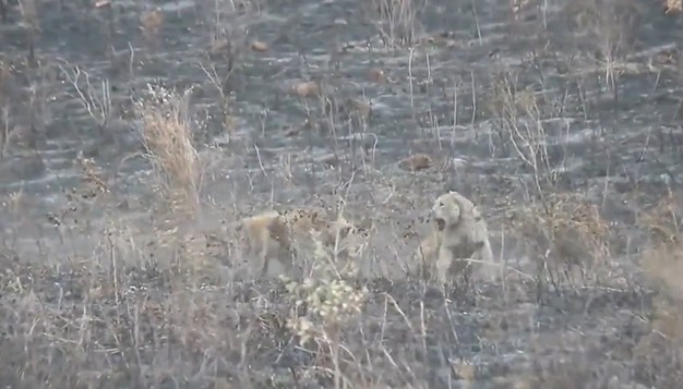 Ảnh cắt từ clip.