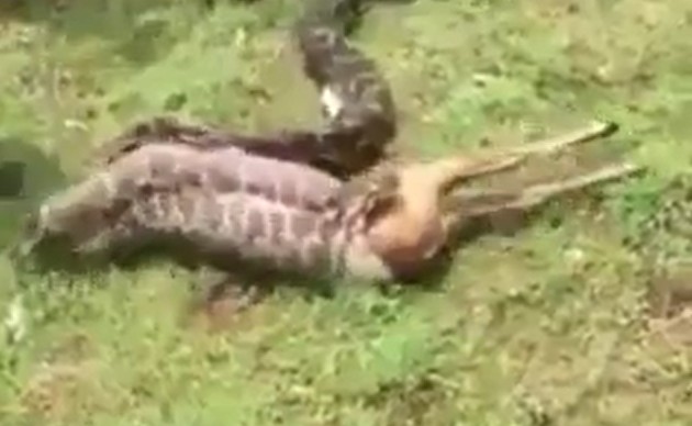 Ảnh cắt từ clip.