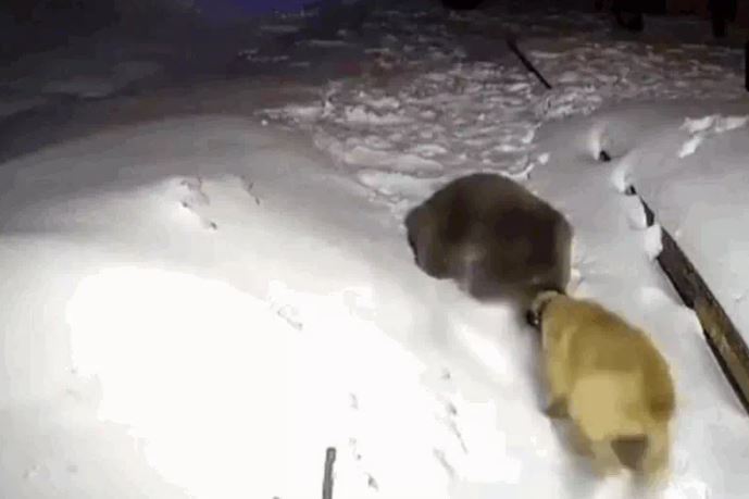 Ảnh cắt từ clip.