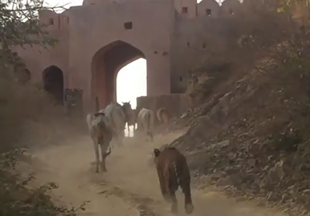 Ảnh cắt từ clip.