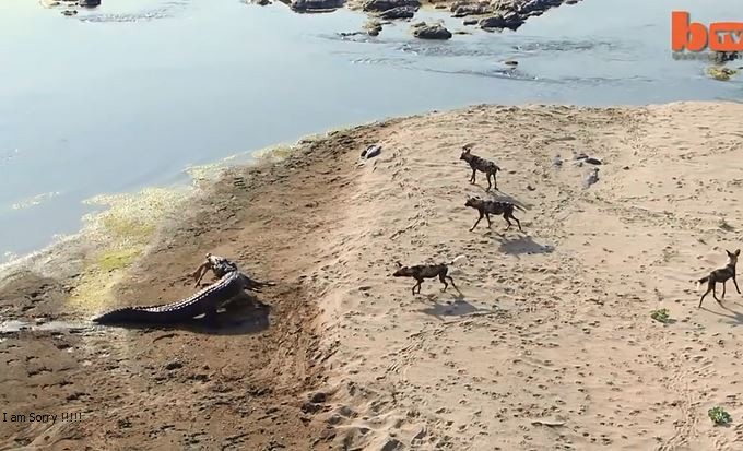 Ảnh cắt từ clip.