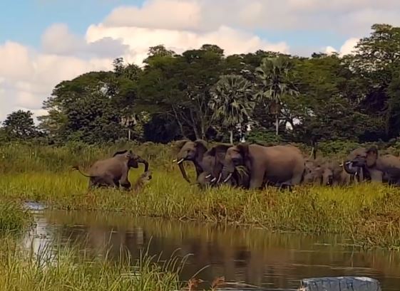 Cá sấu tấn công voi.
