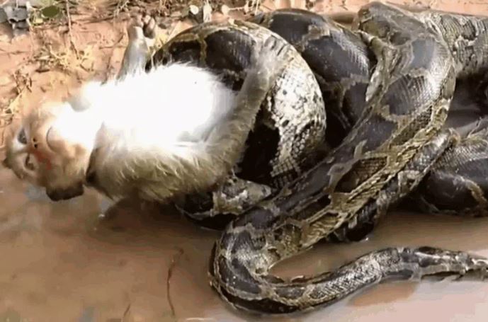 Ảnh cắt từ clip.