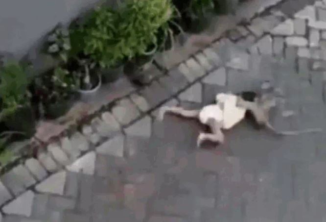 Ảnh cắt từ clip.