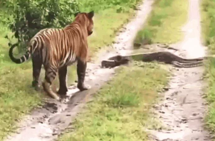 Ảnh cắt từ clip.