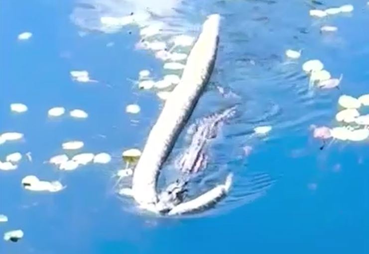 Ảnh cắt từ clip.