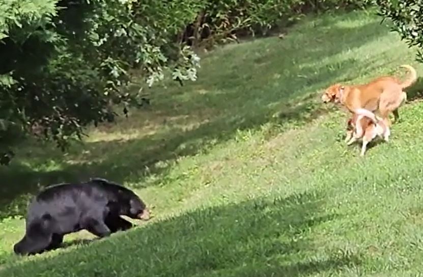 Ảnh cắt từ clip.