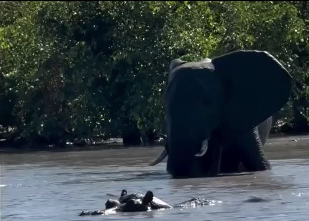 Ảnh cắt từ clip.