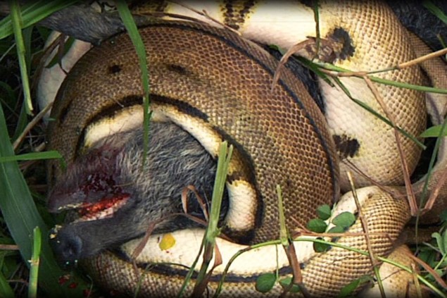 Ảnh cắt từ clip.