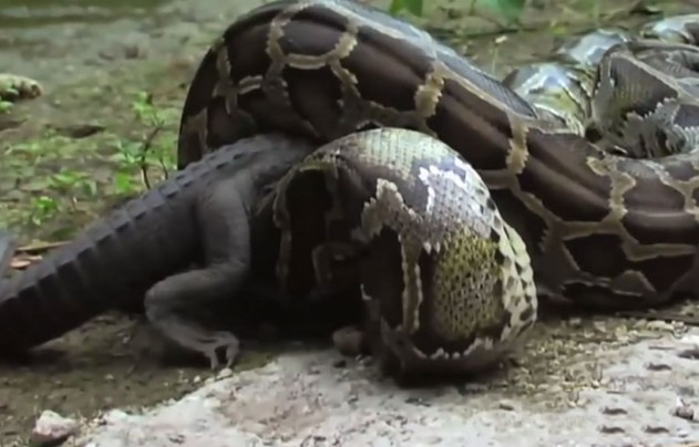 Ảnh cắt từ clip.