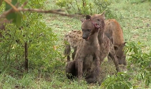 Ảnh cắt từ clip.