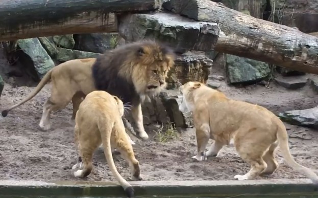 Ảnh cắt từ clip.